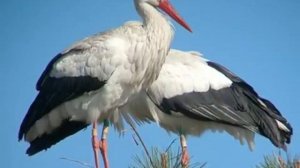 Артур Саянов "Высоко летела птица"