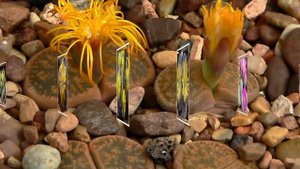 Живые камни -Литопсы,настоящее чудо природы.