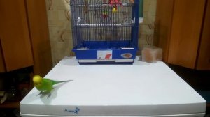 Попугай на пробежке. Попугай - спортсмен)