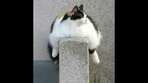 Супер смешная  песня про кота