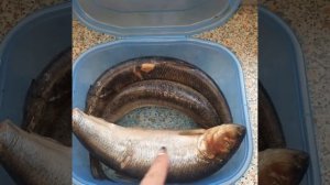 солёная сельдь