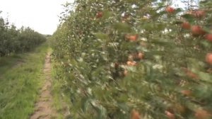 Современный яблоневый сад