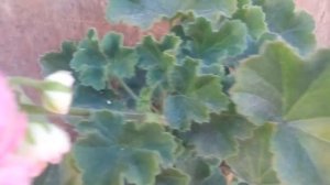 Пеларгония (Anna-Jeanette ) Анна Жанет.