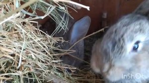 Крольчата Фландр/ сводная таблица возраста и веса кролика