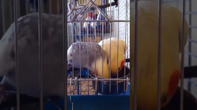 Кореллы кушают и пинаются