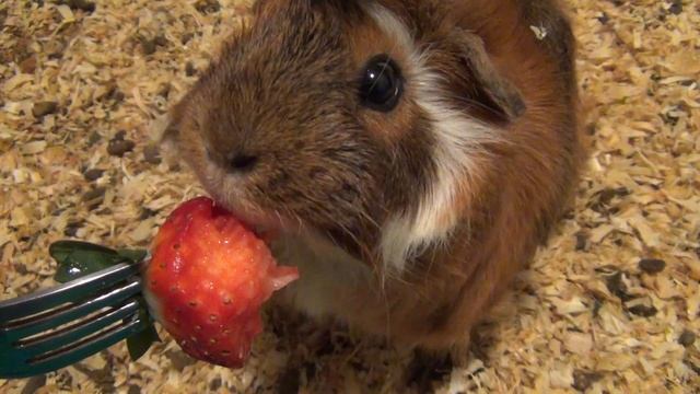 Моя морская свинка кушает клубнику смотреть онлайн