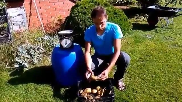 Выращиваем гигантский картофель в ящике двухметровая ботва и большие клубни! смотреть онлайн