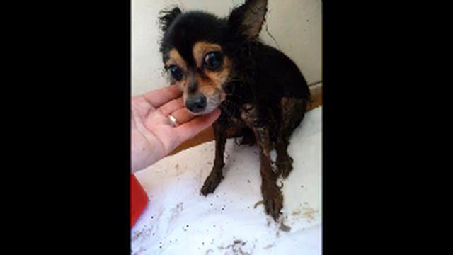 Открыв пакет, который подбросили к приюту, для повидавших многое волонтёров это было уже слишком. смотреть онлайн