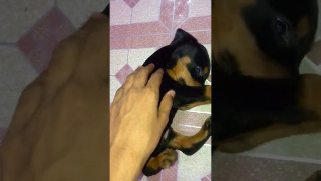 CUTE DOBERMAN PUPPY FIRST BELLY RUBS || ZORO THE DOBERMAN || #short