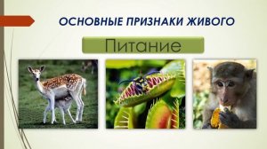 Разнообразие живой природы