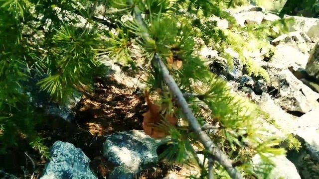 Pine tree in Himalaya. हिमालय में चीड़ के वृक्ष। #tourism #himalaya #TheSoul смотреть онлайн