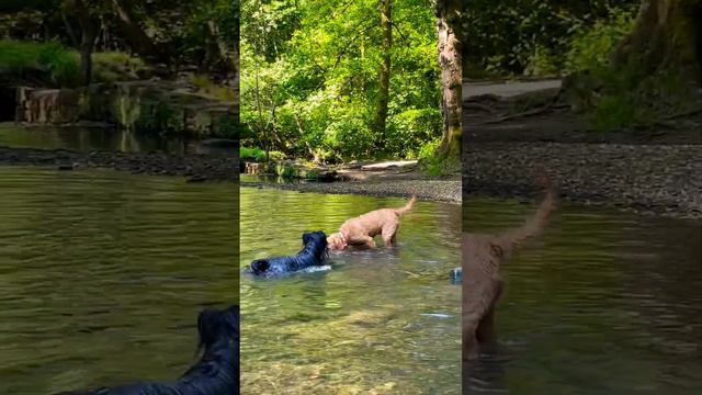 No stick left behind! ☺️☀️#vizsla #happydog #skyeterrier