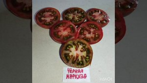 Обзор низкорослых скороспелых томатов Дрова , Золотое руно и Черная маркиза . Беларусь.