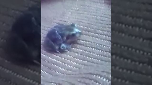 Жаба на пороге дома смотреть онлайн