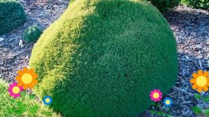 Туя западная Тедди (Teddy). Краткий обзор, описание характеристик, где купить саженцы