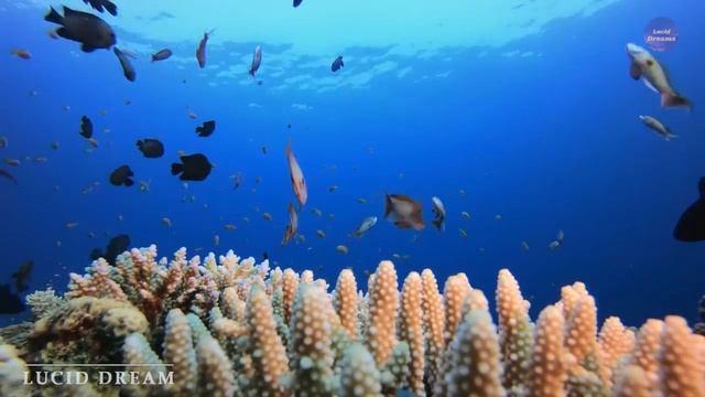 Шум моря ? музыка, расслабляющая водных животных? музыка лечащая нервы и помогающая заснуть смотреть онлайн