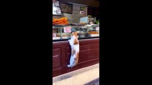 Толстые танцующие диско коты