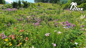 Sounds of Nature in the Summer Mountains