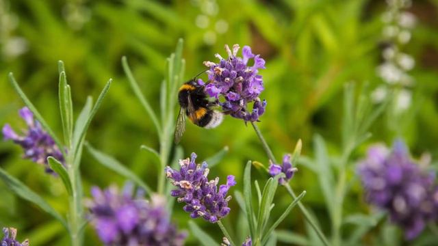 ESTUDIO PARA EL LEGATO // K. RODIONOV смотреть онлайн