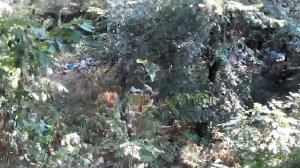 До чего довели людей Костя Жеваго и Виктор Лотоус? Люди роются по мусоркам в поисках пищи!