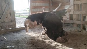 страусы спариваются