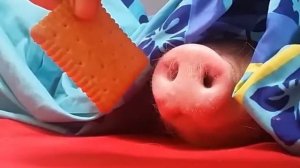 свинья нюхает печенье подпишись 🙂
