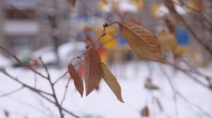 Panasonic GH5 + Canon 24-105 f4L (Viltrox ef m2 II) 4к50fps