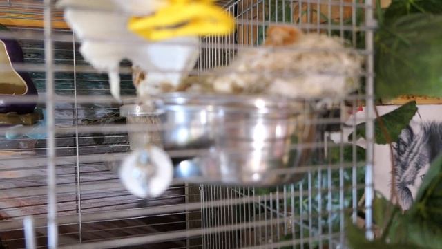 #канарейка КАК крепить ГНЁЗДА из ДЖУТА к клетке 07.03.23 #канарейки смотреть онлайн