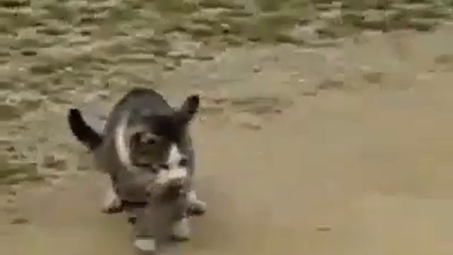 КоТ vs змея.mp4 смотреть онлайн