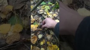 млечник обыкновенный