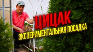 чтобы сэкономить место на огороде сажаю перец цицак в 2 раза плотнее чем в прошлом году, но на то ес