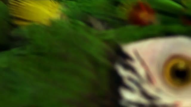 Вступительное видео-приветствие