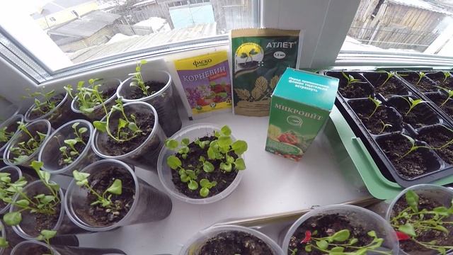 Лобелия после пикировки. Мастер-класс по уходу. смотреть онлайн