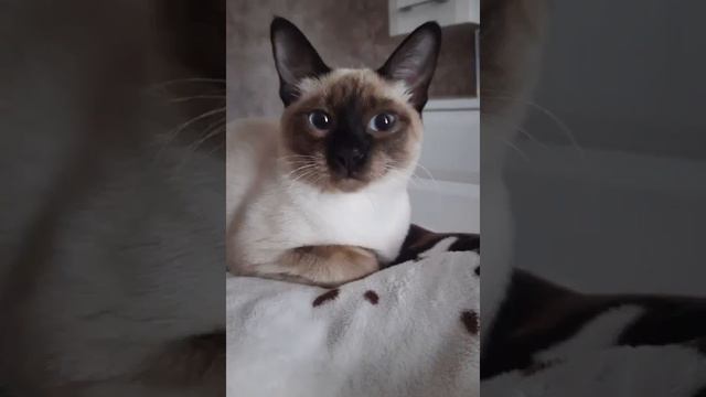 Как росла Стешка