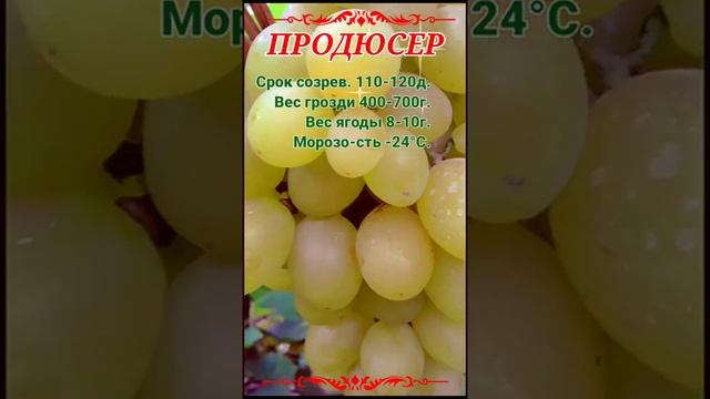 Виноград Продюсер