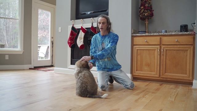 Puppy Training Tips: Breaking The Language Barrier