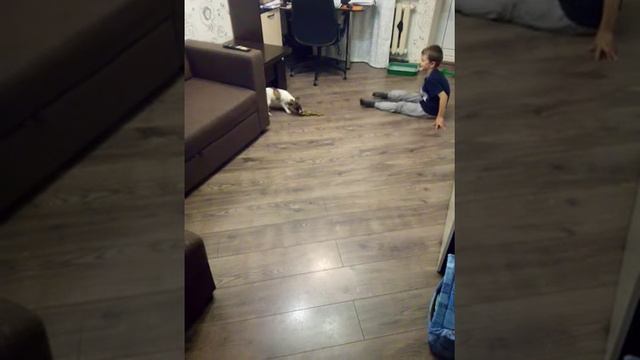 Джек Рассел терьер (первая добыча)) смотреть онлайн