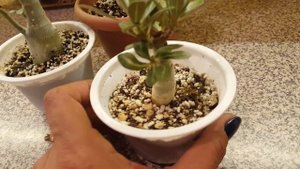 Ранняя обрезка адениума