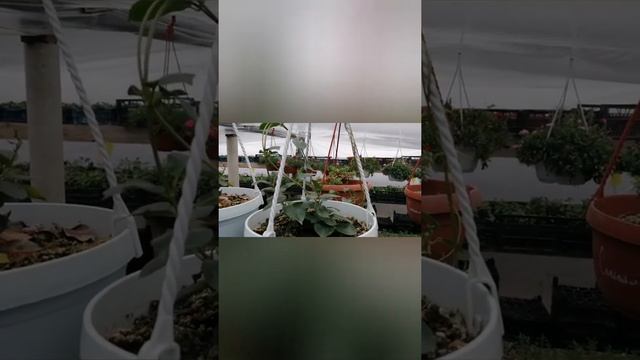 Дипладение, мандевилла, черенкование, обзор.