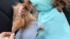 DogVlog: Поездка за границу на машине с собаками. Йоркширские терьеры