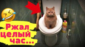 Смешные видео про котов и кошек! Смешные видео! Приколы про котов! Выпуск №10