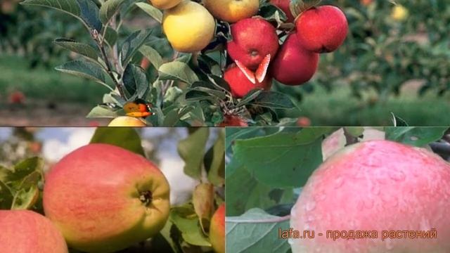 Яблоня обыкновенная Яблочный спас - Коричное полосатое ? обзор: как сажать, саженцы яблони