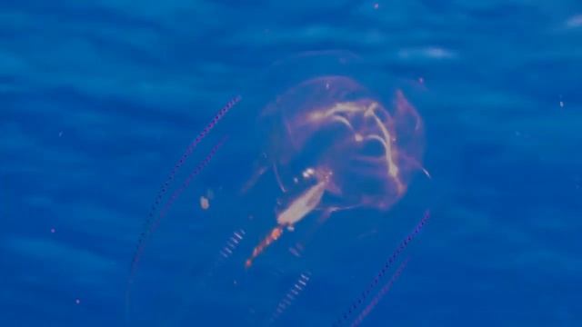 MEDITATION & STRESS RELIEF | MUSIC FOR SLEEP WORK RELAXATION | NATURE DOLPHINS смотреть онлайн