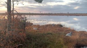 Осенняя охота на гуся 2020. Архангельская область.  Ремонт вездехода, вой волков.  2 заезд