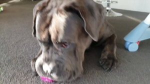 Cane Corso Chewing Spiky Toy Cleaning Its Own Teeth