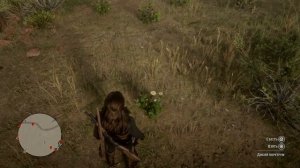 Red Dead Redemption 2 Дикий Пиретрум