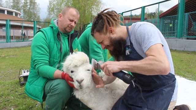 Альпаке выбривают ирокез в зоопарке смотреть онлайн