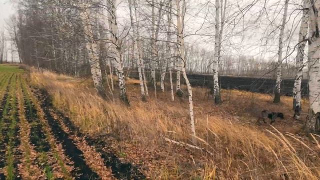 Охота с подхода. Нашел много следов. Прогулка с ружьем смотреть онлайн