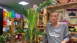Ливистона большая веерная пальма. Как ухаживать за пальмой в домашних условиях.