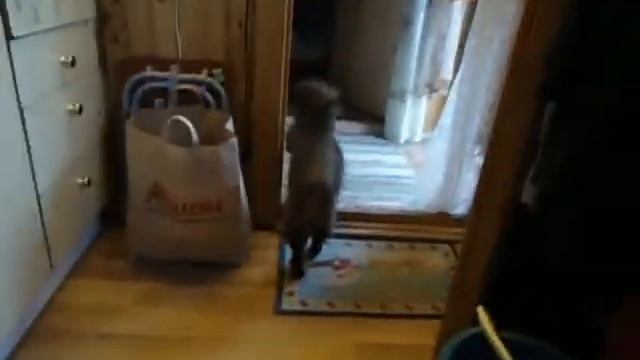 Марсий-фырчак и дачные виды смотреть онлайн